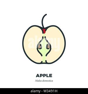 La moitié des fruits, l'icône Apple colore fill style vector illustration Illustration de Vecteur