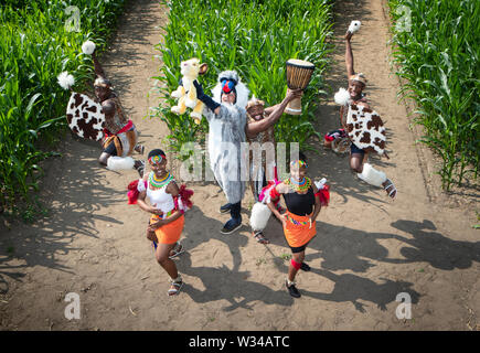 Farmer Tom Pearcy habillé comme le babouin (Mandrill) personnage du Roi Lion, est rejoint par le puissant groupe performance Zulu Nation, vêtus de costumes traditionnels Zulu, lors du lancement de la New York 2019 New York en labyrinthe, créée à partir de plus d'un million de plants de maïs de plus en plus, vivant, fêter 25 ans de The Lion King. Banque D'Images