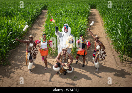 Farmer Tom Pearcy habillé comme le babouin (Mandrill) personnage du Roi Lion, est rejoint par le puissant groupe performance Zulu Nation, vêtus de costumes traditionnels Zulu, lors du lancement de la New York 2019 New York en labyrinthe, créée à partir de plus d'un million de plants de maïs de plus en plus, vivant, fêter 25 ans de The Lion King. Banque D'Images