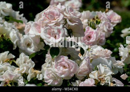 Beau portrait de plusieurs têtes de fleurs rose blanche de la couverture du sol avec l'arrière-plan flou d'aspirine rose et pétales détaillées Banque D'Images