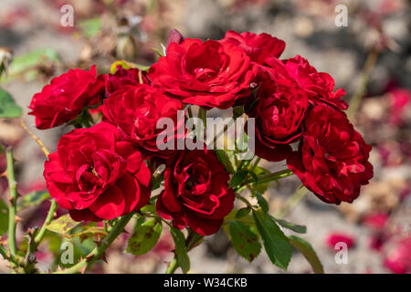 De couleur rose rouge plusieurs capitules de l'lavaglut allemand a augmenté avec l'arrière-plan flou et pétales détaillées Banque D'Images