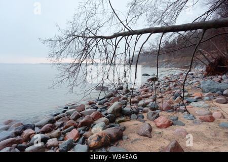 Rocky seashore et arbre tombé, côte sauvage de la mer Baltique Banque D'Images