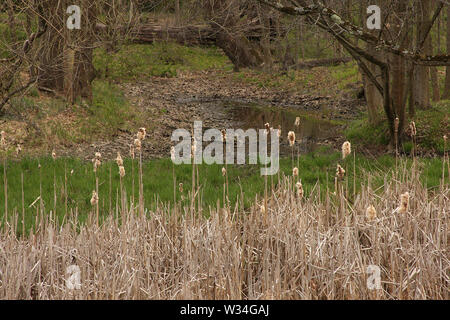 Les quenouilles sèches par l'eau au printemps. New York, USA. Banque D'Images