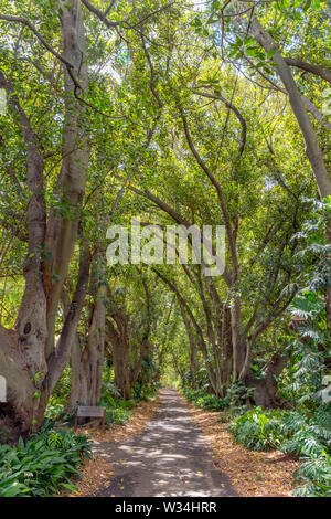 Jardin Botanique d'Adélaïde, Adelaide, Australie du Sud, Australie Banque D'Images