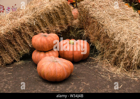 Plusieurs grandes citrouilles orange et une pomme verte se trouvent à proximité les balles de paille jaune à la fête de la récolte sur la rue dans l'après-midi. Halloween Banque D'Images