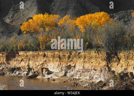 Couleurs d'automne contrastant contre une montagne sombre le long d'une rivière se laver dans le magnifique désert de l'Arizona, USA. Banque D'Images