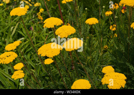 Achillea Filipendulina Parkers variété communément connu sous le nom de l'achillée millefeuille l'achillée millefeuille, fernleaf, ou saignement de nez Banque D'Images