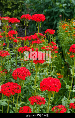 Lychnis Chalcedonica croix de Malte Banque D'Images