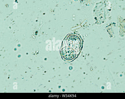 Toxoplasma gondii sous le microscope de l'oocyste, isolé Banque D'Images