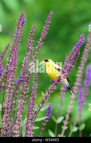 Un mâle Chardonneret jaune trouve un repas entre certains violet couleur sauge des bois dans un jardin à Scarborough, Ontario. Banque D'Images