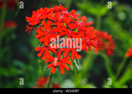 Lychnis fleur rouge. Lychnis fleur Scarlet calcédoine, lat. Lychnis chalcedonica, fleurit dans le jardin. Banque D'Images