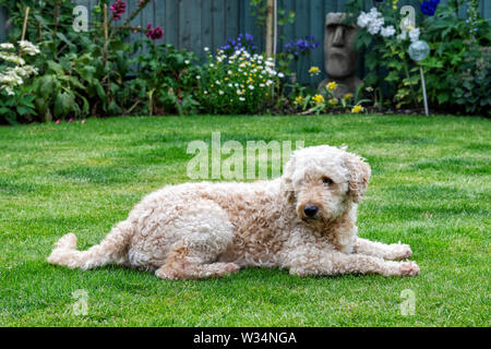 Labradoodle abricot vu toute la longueur et couché sur la pelouse dans un jardin Banque D'Images