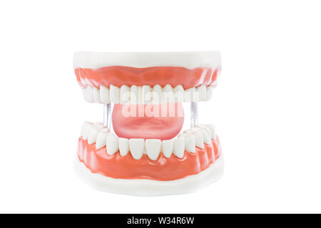 Modèle dentaire dents,modèle sur fond blanc. Banque D'Images