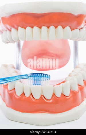 Modèle dentaire dents,modèle sur fond blanc. Banque D'Images