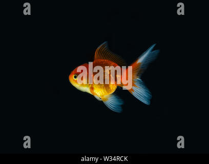 Nature beaux poissons Poissons rouges contre le fond sombre Banque D'Images