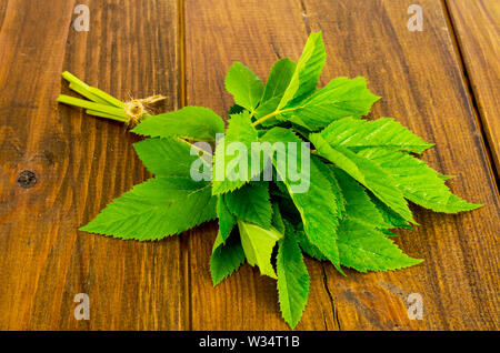 Les jeunes feuilles vertes d'Aegopodium podagraria. Photo Banque D'Images
