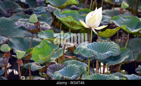 Une belle Nelumbo nucifera, également connu sous le nom de lotus, lotus sacré indien, l'Inde, de haricot haricot égyptien ou simplement lotus, une plante aquatique. Banque D'Images