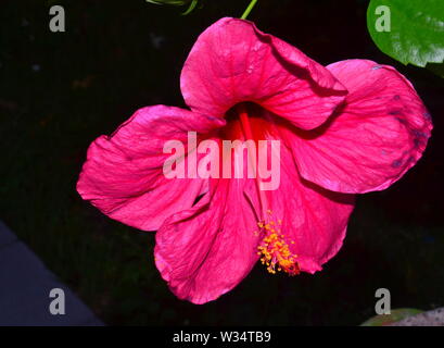 Un hibiscus rosa-sinensis, connu familièrement comme Chinese hibiscus, rose de Chine, hibiscus hawaïen, mauve rose et shoeblackplant. Banque D'Images