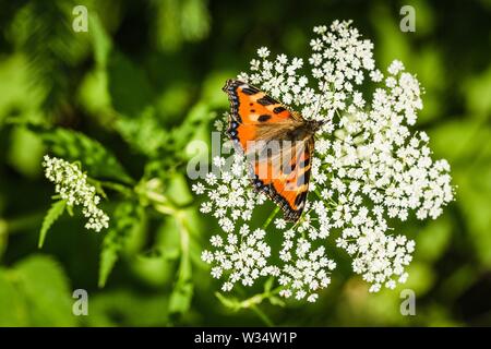 La petite écaille de papillon, un papillon coloré orange rougeâtre avec des taches bleu et noir, assis sur fleur blanche de plus en plus pré. Banque D'Images