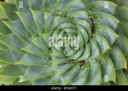 'Spiral Aloe polyphylla aloe plant, Close up. Banque D'Images