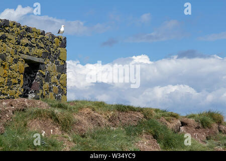 Iles Farne, côte de Northumbrie. UK. La mer, les oiseaux de mer, les macareux et le phare Banque D'Images