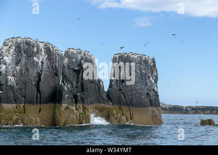 Iles Farne, côte de Northumbrie. UK. La mer, les oiseaux de mer, les macareux et le phare Banque D'Images