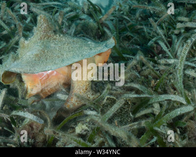 Un lambi (Strombus gigas) se trouve sur un lit d'herbes marines peu profondes dans la mer des Caraïbes. Banque D'Images