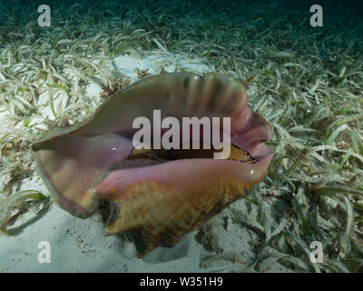 Un lambi (Strombus gigas) se trouve sur un lit d'herbes marines peu profondes dans la mer des Caraïbes. Banque D'Images