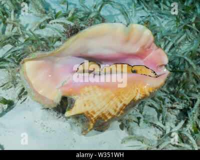 Un lambi (Strombus gigas) se trouve sur un lit d'herbes marines peu profondes dans la mer des Caraïbes. Banque D'Images