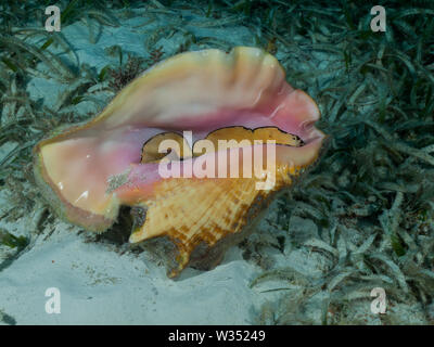 Un lambi (Strombus gigas) se trouve sur un lit d'herbes marines peu profondes dans la mer des Caraïbes. Banque D'Images