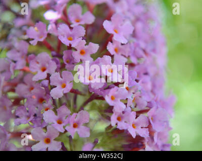 Buddleia davidii de onum , Nanho-Purple «' Fleur Banque D'Images