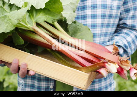Rheum rhabarbarum. Tiges de rhubarbe fraîchement récoltées dans un plateau en bois à la fin du printemps, UK Banque D'Images