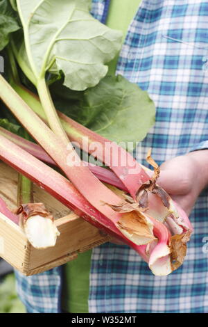 Rheum rhabarbarum. Tiges de rhubarbe fraîchement récoltées dans un plateau en bois à la fin du printemps, UK Banque D'Images