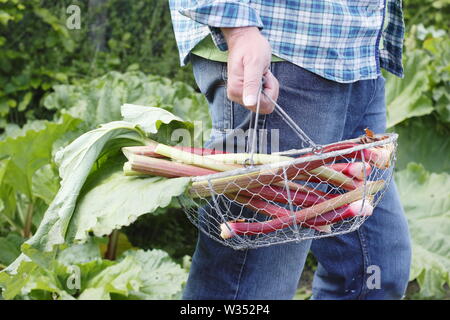 Rheum rhabarbarum. Homme portant des tiges de rhubarbe fraîchement récolté dans un jardin de cuisine - printemps Banque D'Images