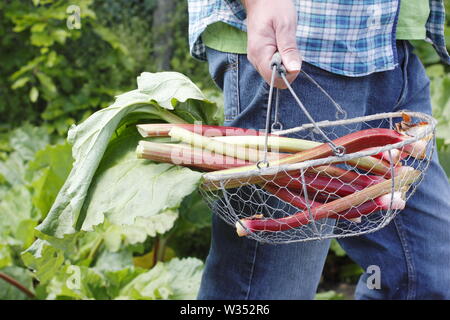 Rheum rhabarbarum. Homme portant des tiges de rhubarbe fraîchement récolté dans un jardin de cuisine - printemps Banque D'Images