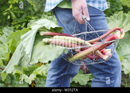 Rheum rhabarbarum. Homme portant des tiges de rhubarbe fraîchement récolté dans un jardin de cuisine - printemps Banque D'Images