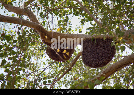 Essaim d'abeilles sur les branches d'arbres, le comportement d'essaimage, colonies, diamètre de nid d'abeilles cire sur compteur. Jaisalmer, grand désert indien Thar, parklan Banque D'Images