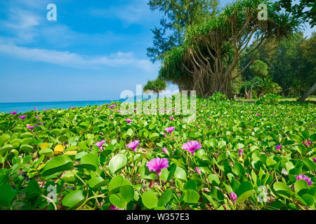 Une section de Bang Tao Beach, Phuket, Thailand, couvert de gloire du matin plage (le pied de chèvre ; l'Ipomoea pes-caprae), une vigne produisant des fleurs violettes Banque D'Images