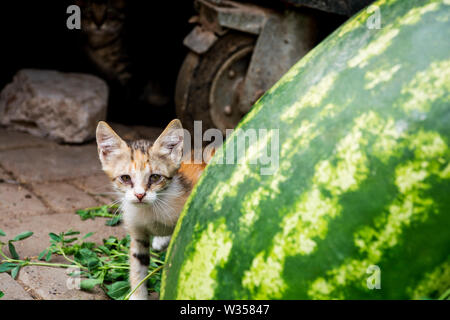 Stray Cat timide se cacher derrière le melon et les fruits dans la médina de Marrakech, Maroc les étals du marché de fruits, de l'Afrique du Nord Banque D'Images