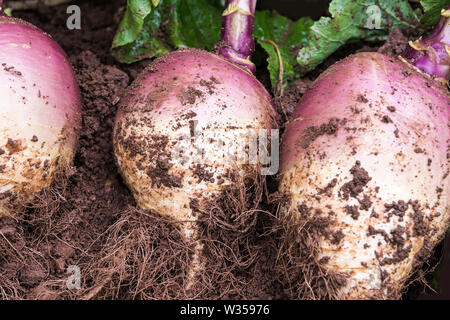 Tiré Suédois/rutabaga sur le sol, montrant les feuilles et la racine Banque D'Images