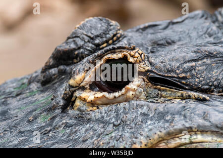 Alligator / gator / alligator Alligator mississippiensis (commune) close-up of eye Banque D'Images