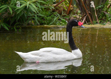 Cygne à cou noir (cygnus melancoryphus) Nager dans l'étang, la sauvagine plus originaire de l'Amérique du Sud Banque D'Images