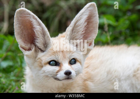 Fennec captif fox (Fennecus zerda / Vulpes zerda) souffrant de glaucome, maladie de l'oeil commun avec les fennecs dans les zoos Banque D'Images