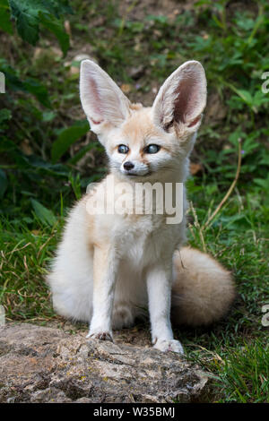 Fennec captif fox (Fennecus zerda / Vulpes zerda) souffrant de glaucome, maladie de l'oeil commun avec les fennecs dans les zoos Banque D'Images