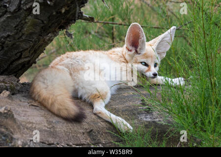 Fennec captif fox (Fennecus zerda / Vulpes zerda) souffrant de glaucome, maladie de l'oeil commun avec les fennecs dans les zoos Banque D'Images