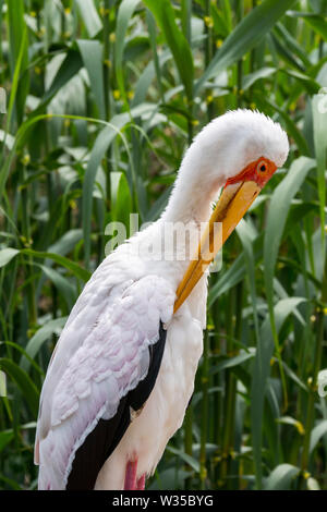 Yellow-billed stork / bois / wood stork (Mycteria ibis ibis) se lisser les plumes, native du Kenya, Tanzanie, Afrique du Sud et Banque D'Images