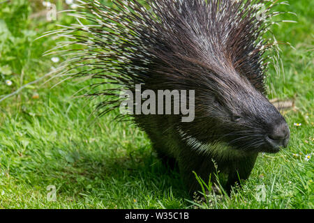 Porc-épic (Hystrix cristata) originaire d'Italie, l'Afrique du Nord et en Afrique subsaharienne Banque D'Images