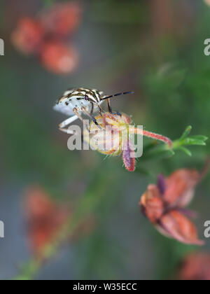 Nymphe Carpocoris - un type de Bug Shield. Cute white insecte sur fleur, macro. Banque D'Images