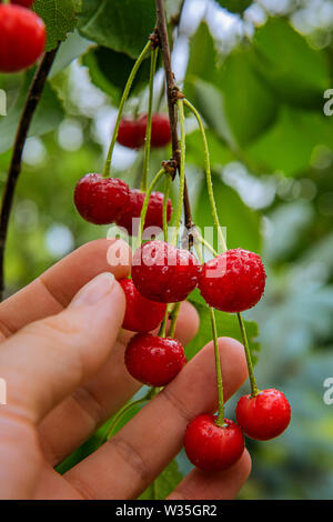 Vertical image de bande de peu de matière organique frais mûrs de cerise rouge sur branche d'arbre et dans la main du fermier, entouré de feuilles vertes et couvertes d'eau dr Banque D'Images