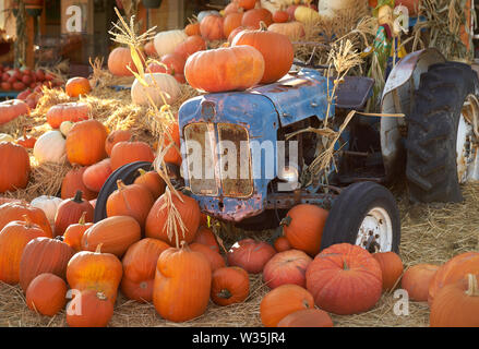 Marché à la ferme d'affichage de l'automne. Marché aux légumes affichage des citrouilles à l'automne Banque D'Images